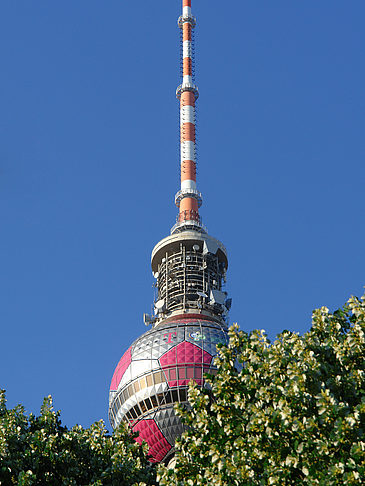 Fernsehturm und Bäume Foto 