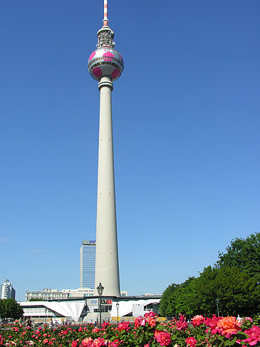 Foto Fernsehturm und Rosen