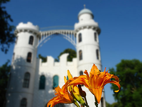 Foto Blumen auf der Pfaueninsel - Berlin