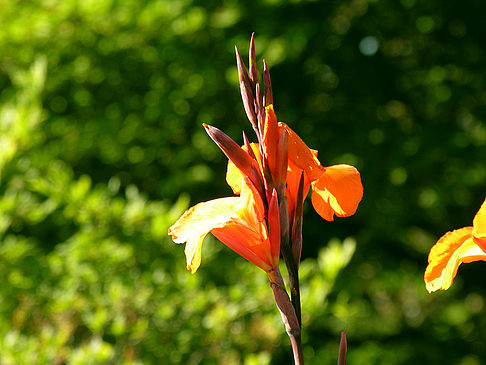 Foto Planten un Blomen - Wiese am Parksee