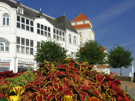 Foto Seebrücke Binz