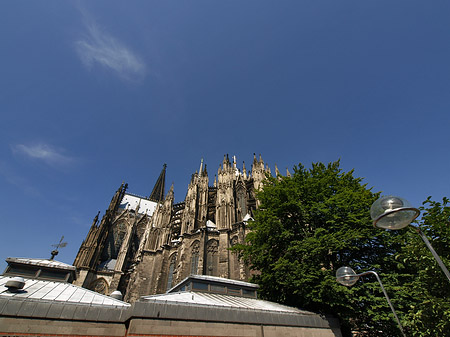 Fotos Kölner Dom mit Baum